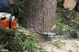 How Our Tree Care Process Works  in  Princes Lakes, IN